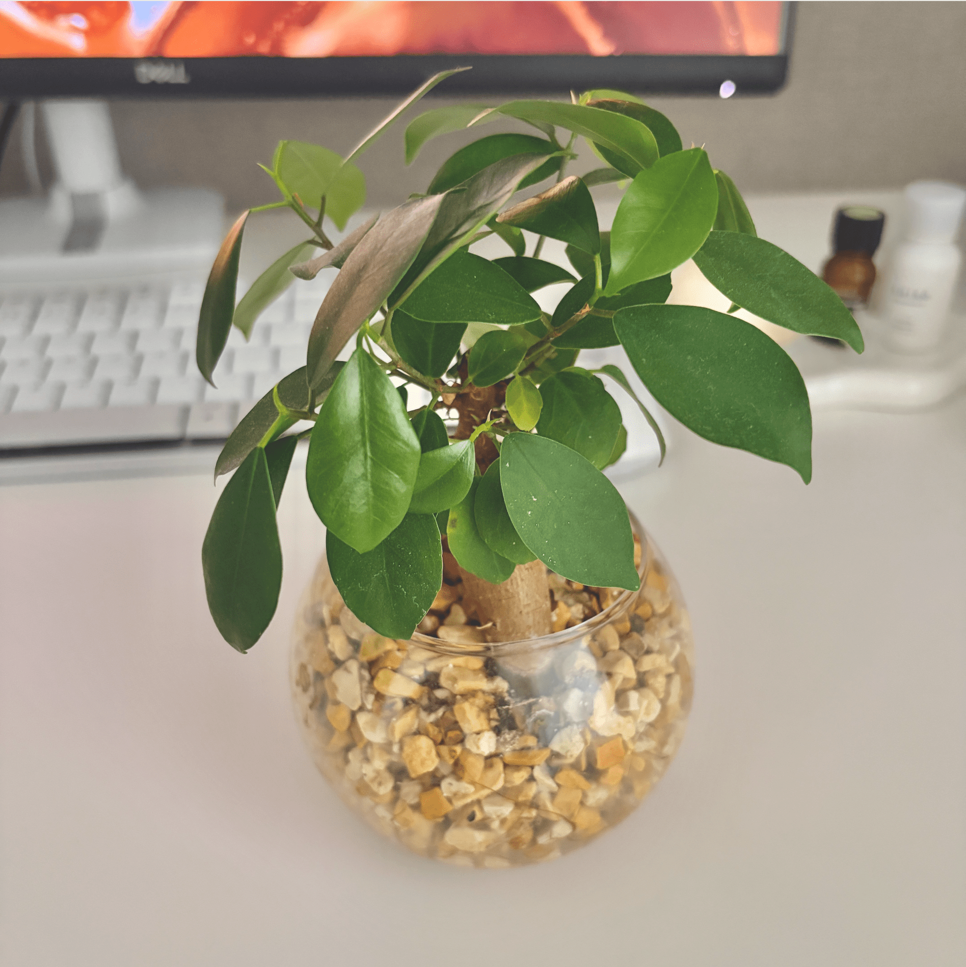 観葉植物